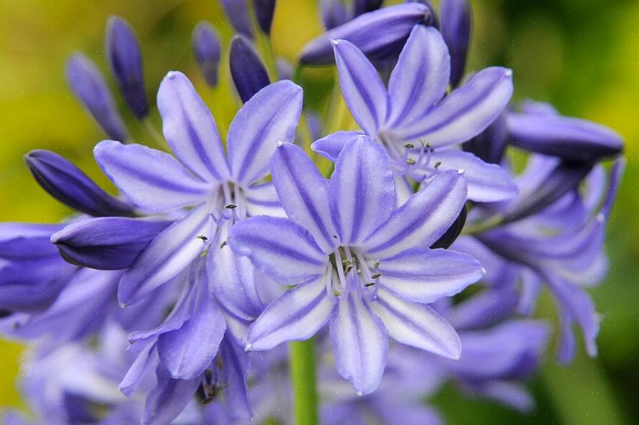 Agapanthus kallas ibland den blå afrikanska liljan eller bara afrikansk lilja är en underbar växt för rätt