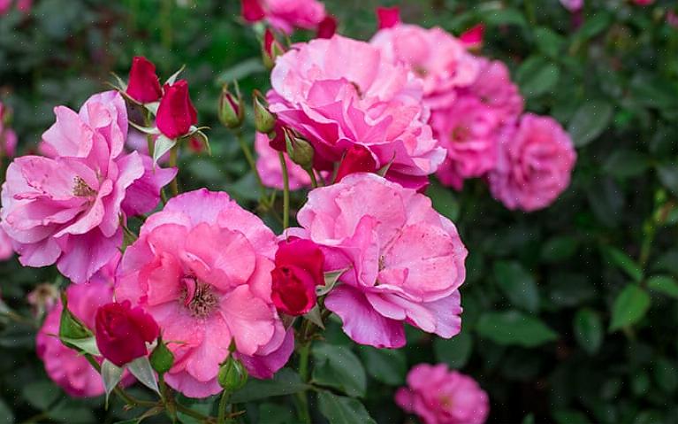 Floribunda rosor