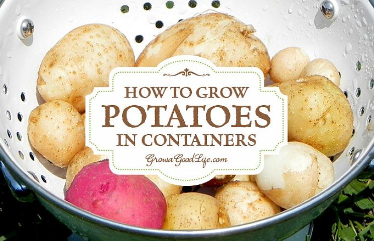 Det är möjligt att odla potatis i valfri stor behållare