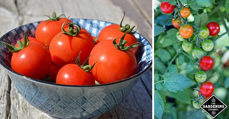 Tomater mognar på eller av vinrankan