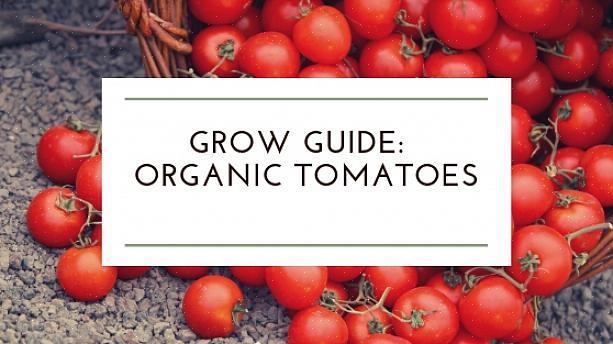 Tomater är en ganska lätt skörd totalt sett