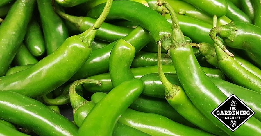 Tips för odling av het peppar