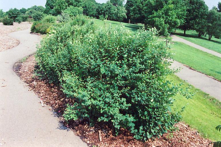 Vanlig snöbär (Symphoricarpos albus) är en lövfällande buske som producerar rosa blommor