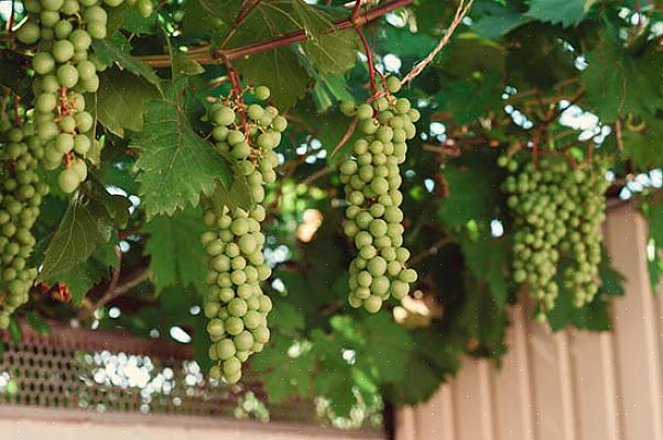 Oregon grapeholly och Oregon holly-druvor