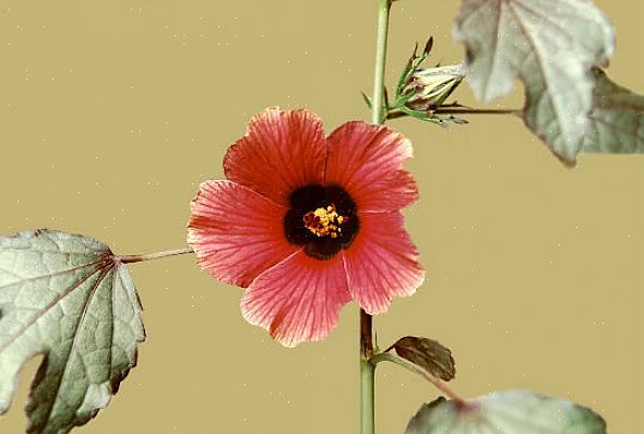 Till skillnad från de flesta andra hibiskusväxter är blommorna tillfälliga på Hibiscus acetosella