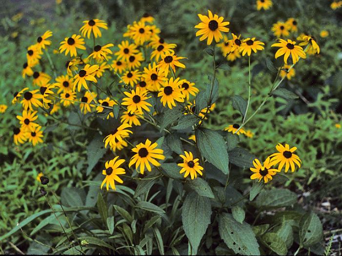 Rudbeckia hirta 'Maya' påminner om höstmödrar med sina lager av frilly kronblad