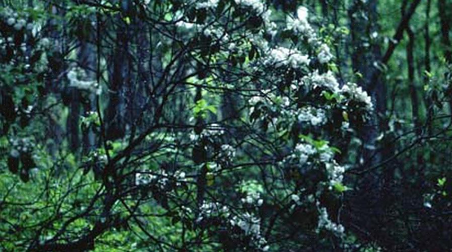 De två vanligaste arterna som används för att tillverka sina gitarrer är svartor (Alnus glutinosa)