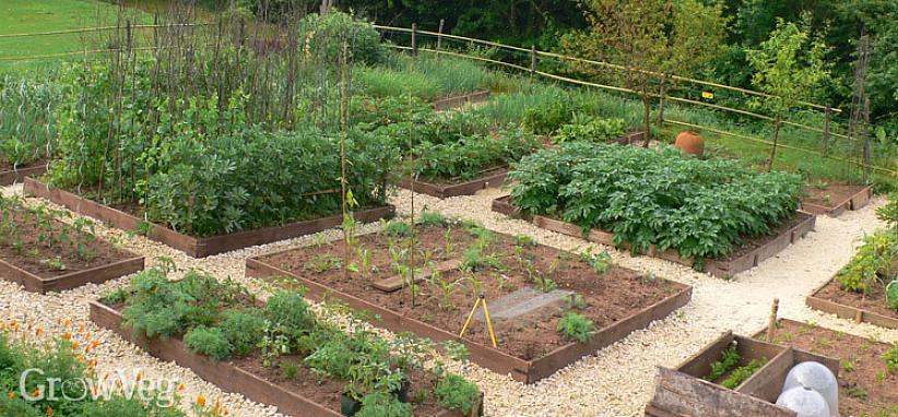 Att hålla dina vegetabiliska växter friska är den första nyckeln till en långt producerad grönsaks trädgård