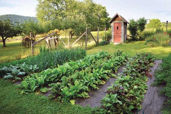 Organisk grönsaks trädgård