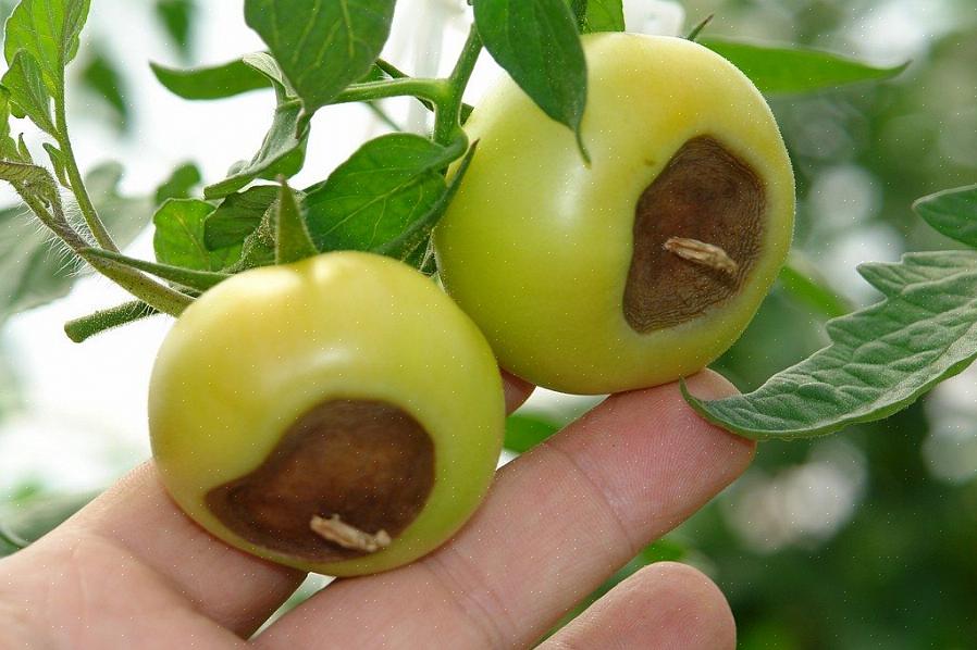 Varför blir botten av tomater svart och mjuk