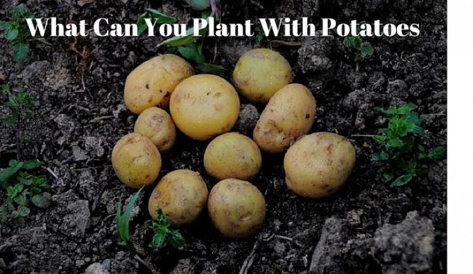 Med bäst att undvika att plantera potatis är samma jord där nattskuggväxter nyligen odlats