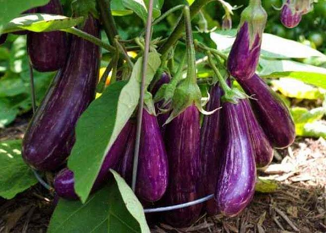 En som blir populär i Europa är listad som "Turkish Eggplant" eller "Turkish Italian Eggplant"