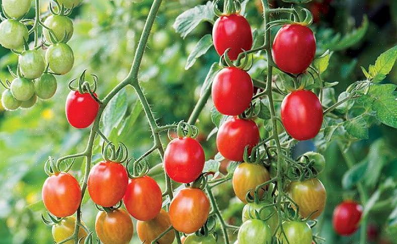 Beauty queen - Beauty Queen är en produktiv producent av små till medelstora tomater som har tydligt