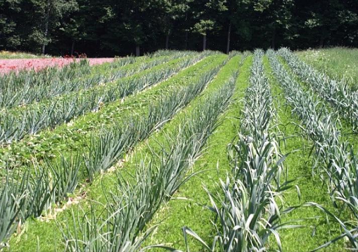 Intercropping gör att du kan öka hälsan hos alla växter eftersom det kan förbättra markens fertilitet