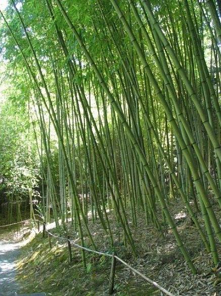 Bambu är en av de mest användbara växterna som odlas i världen