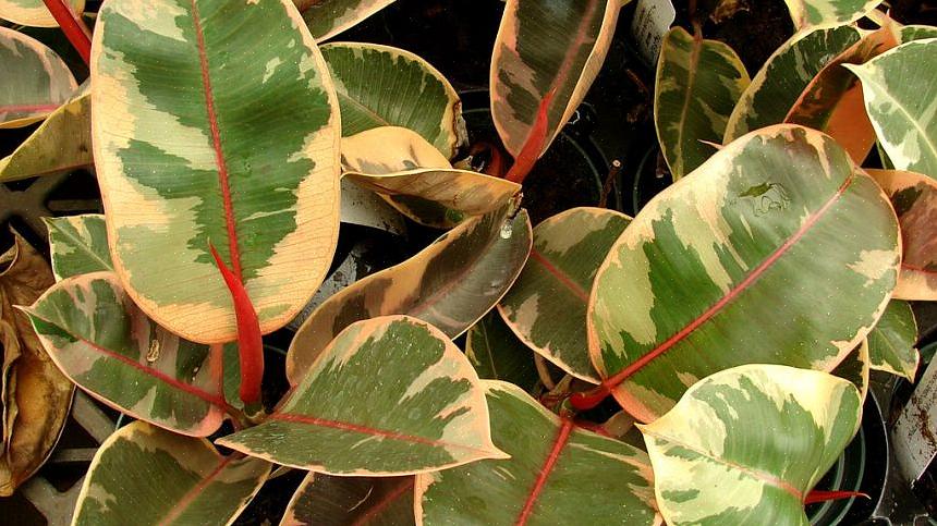 Elastica "Robusta" har större blad än "Decora"