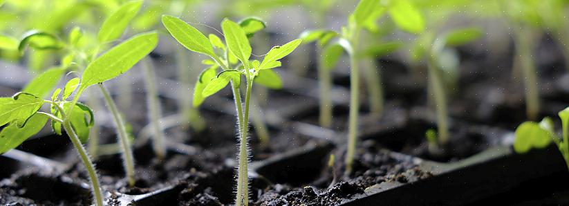 Om du har några av dessa problem med dina frön kan du kontrollera det rekommenderade planteringsdjupet
