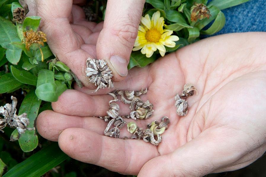 Bör du spara frön från arv med öppna pollinerade växter