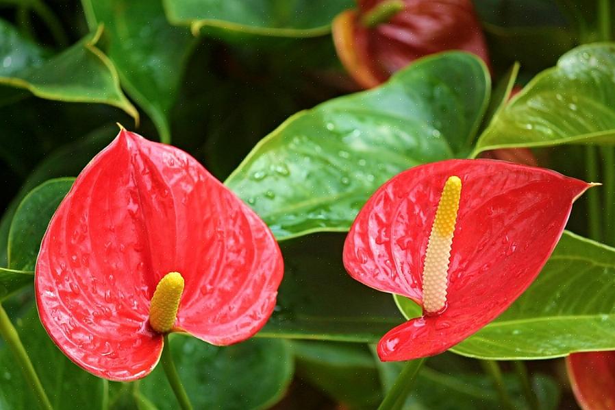 Anthurium växer i rik