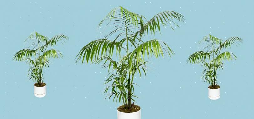 Under rätt förhållanden kommer en kentia-palm att så småningom växa till en magnifik exemplarväxt