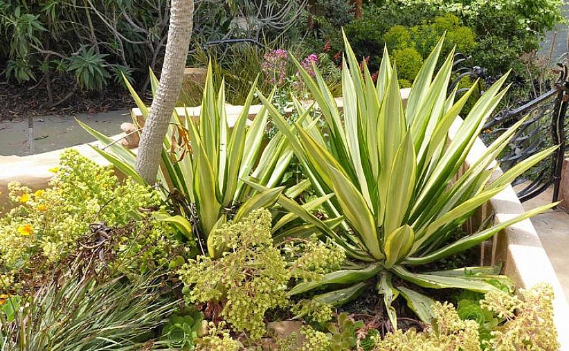 Foetida kallas också ofta som Mauritius hampa eller grön aloe