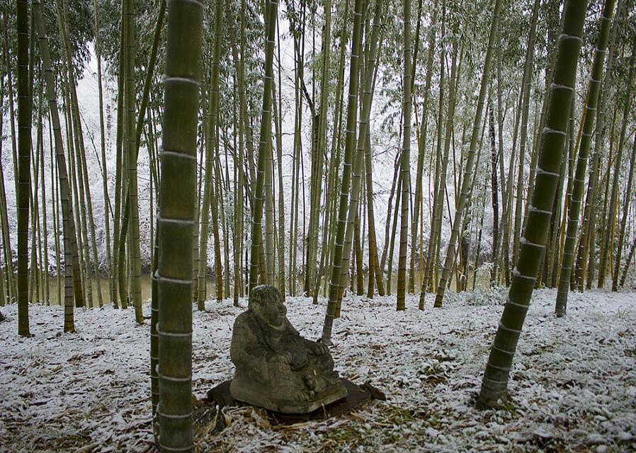 För att odla bambuplantor i norra klimat måste du hitta en av de kallhärdiga bambuplantorna