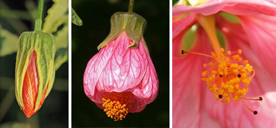 Abutilon är fritt blommande växter med löv som lönnträd