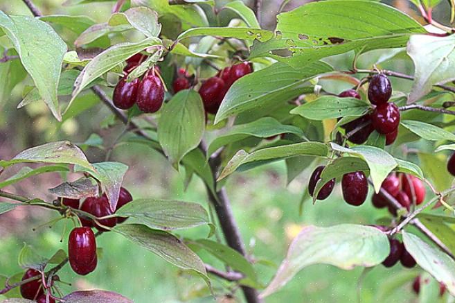 Namnen på denna buske inkluderar Cornelian cherry