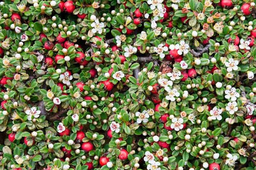 Bearberry är också ett användbart val när du behöver en växt som är tolerant mot salt eller torka