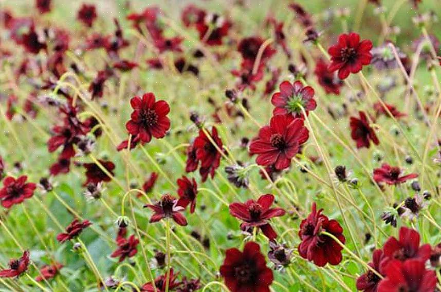 Med sina djupaste rödbruna blommor är arvedelen 'Chocolate Solider' columbine en trädgårdsdesigners glädje