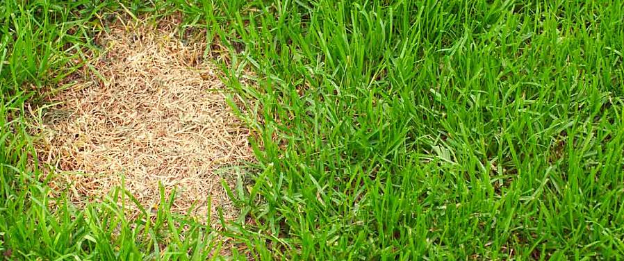 Se till att ordentliga jordförändringar (till exempel gräsmattagödsel eller kompost) läggs till på den låga