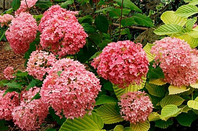 Nya buskar odlas inte bara för att blomstra större