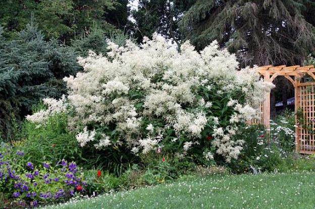 Det kan ta ett år eller två för jätte fleece-blommor att nå sin mogna storlek