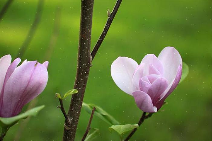 Om du märker bladfläck på ditt magnoliaträd är det bra att andra prydnadsväxter i ditt landskap också