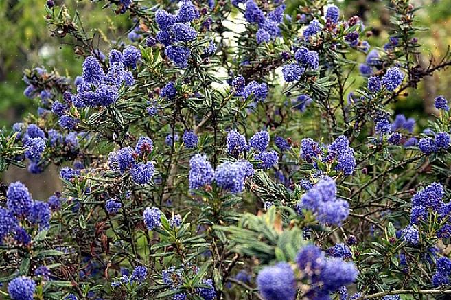 Den blåblomma ceanothus (Ceanothus thyrsiflorus) är en vintergrön buske som är infödd i Kalifornien