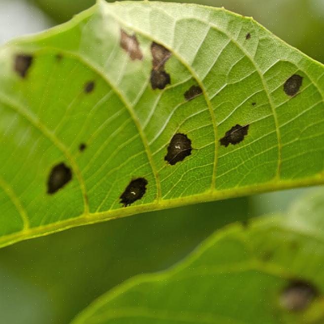 Sjukdomen har rapporterats på ungefär två dussin Prunus-arter