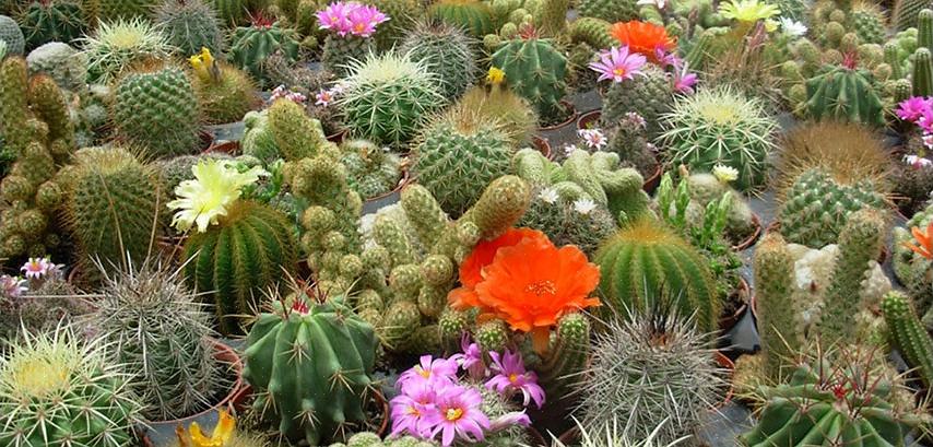 Rebutia-kaktusar kan förökas enkelt från förskjutningar