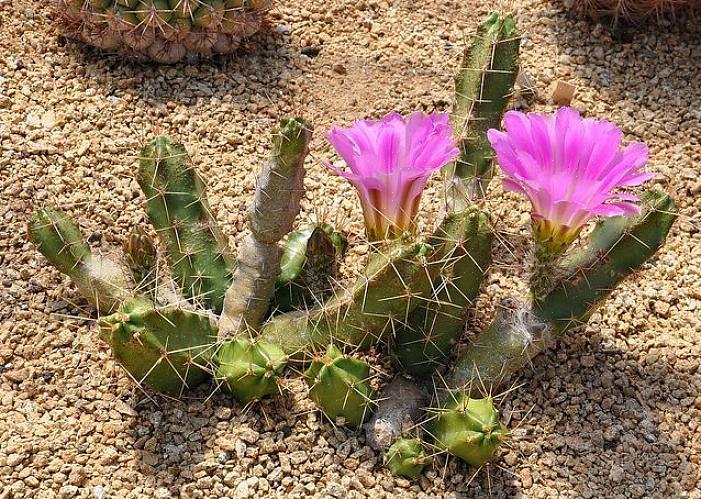 Du kanske ser Echinocereus i ett trädgårdscenter märkt som Claret Cup