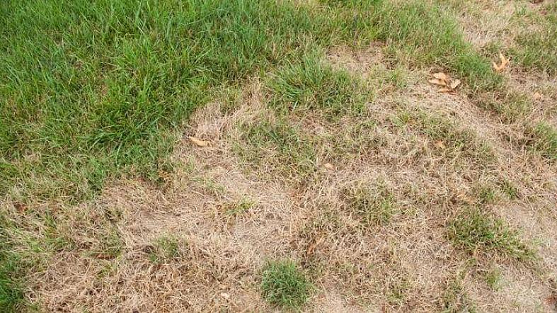 Ta en titt på några av de vanligaste orsakerna till att döda fläckar kan uppstå på din gräsmatta