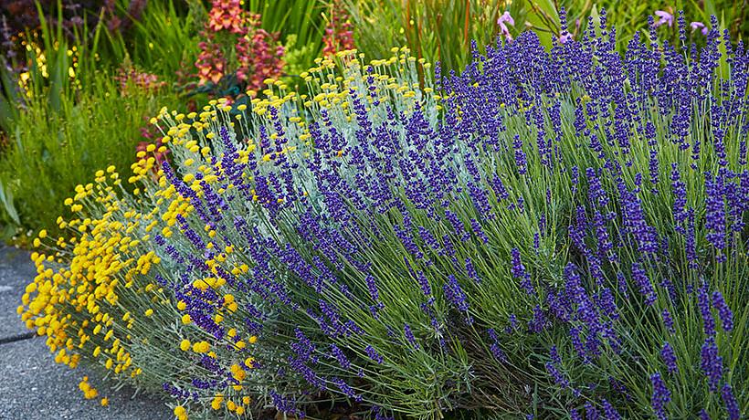 Lavendel är inte den enklaste växten att växa i de flesta områden