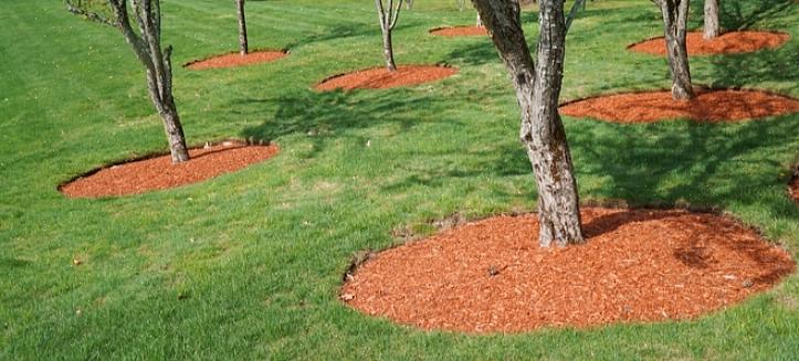 Drar vanligtvis mest nytta av ett lager av mulch på 2- till 7,60 cm runt basen