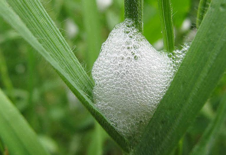 Även om spittlebug nymfer matar på växtsaft