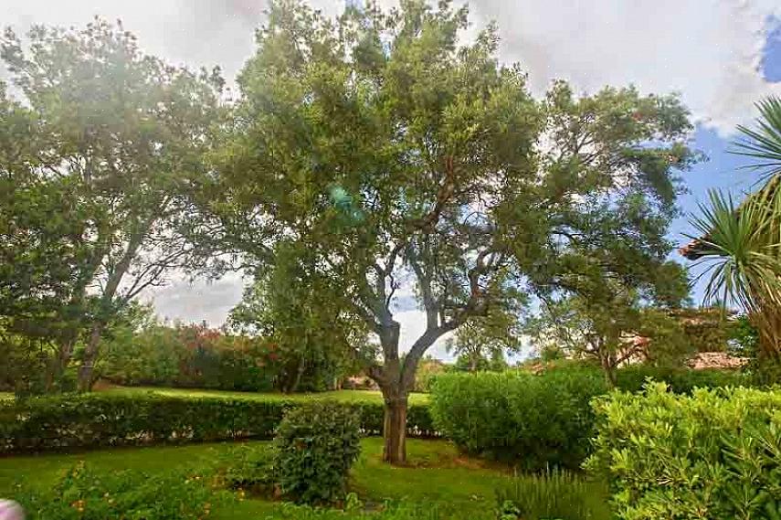 Det botaniska namnet på Turkiet ek är Quercus cerris