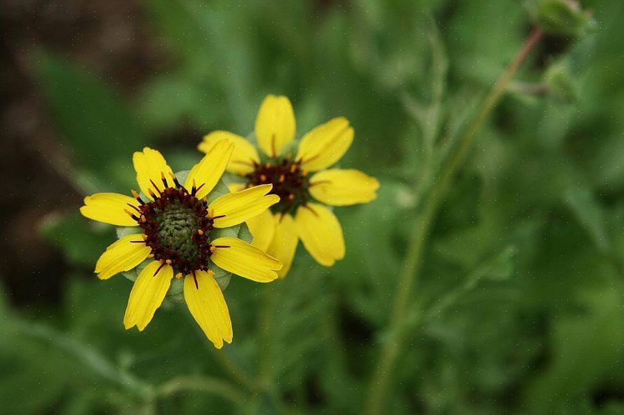 Choklad tusenskönan är ett självklart val för den doftande blomträdgården