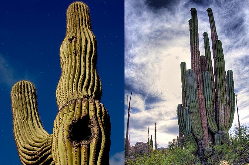 Saguaro-kaktusen är skyddad