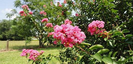 Orsaker till att crepe myrtleblad blir bruna är relaterade till den tid på året när problemet uppstår