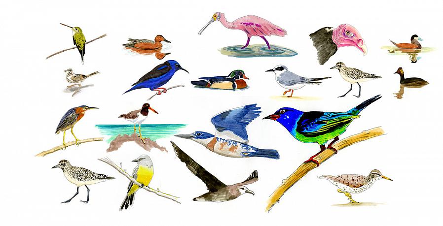 Vilka arter räknas för en fågellivslista