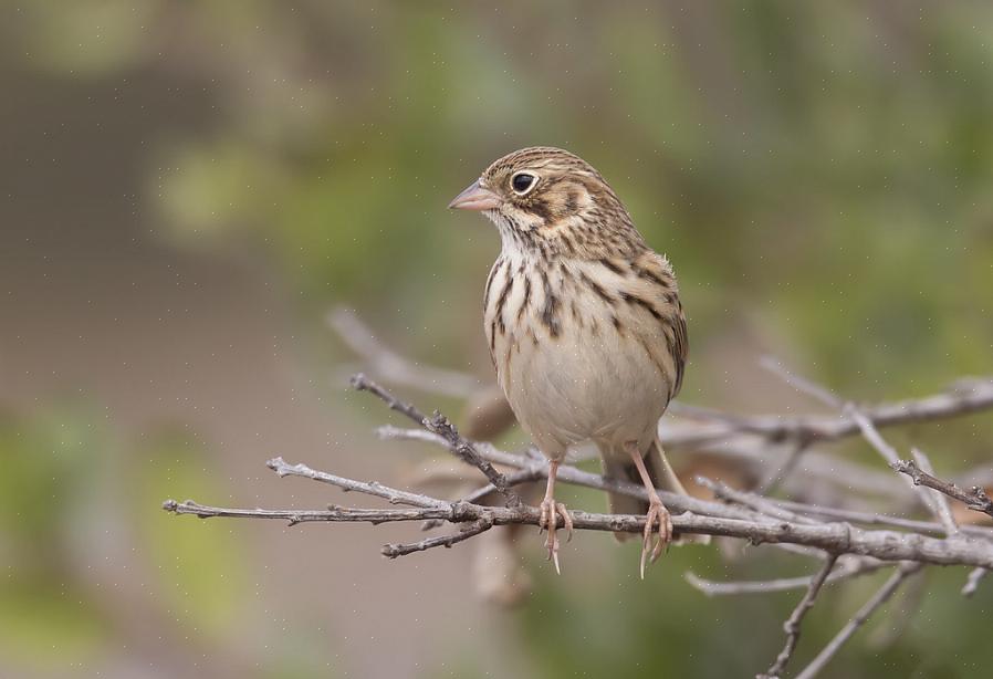 Liksom de flesta sparvar är vesper-sparvar i allmänhet granivorösa