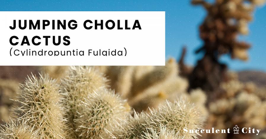 Cylindropuntia är ett släkte av kaktusar som naturligt förekommer mest i Mexiko