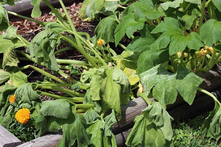 Aster-gula patogenen kommer inte att överleva på en död växt så att du kan kompostera infekterade växter